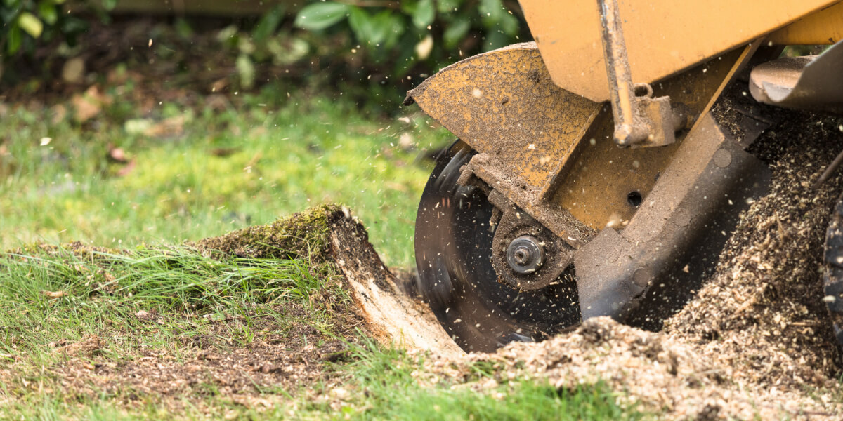 Stump grinding equipment in action