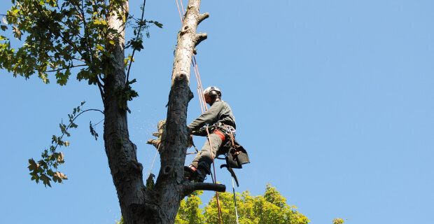 Tree care crew maintaining yard